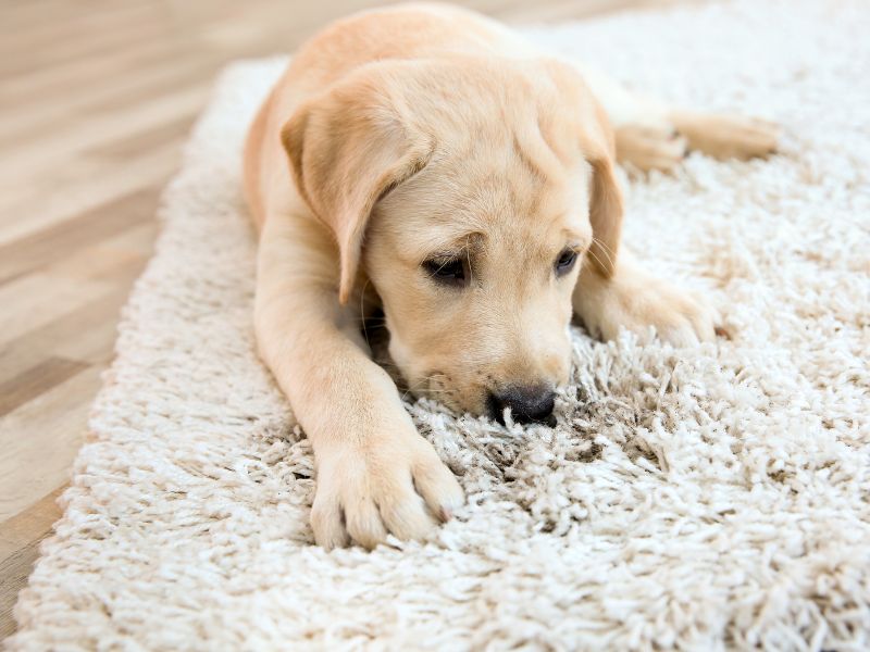 pet accidents on area rugs